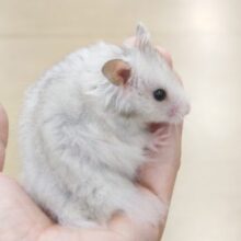 ハムスター販売情報|千葉・栃木・神奈川・埼玉のペットショップ ハムスター販売情報|千葉・栃木・神奈川・埼玉のペットショップ