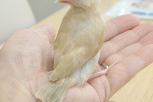 シナモン文鳥