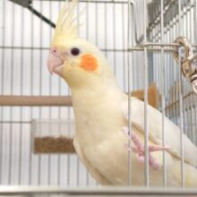 動画あり☆オカメさんへの歩み方を楽しみましょっ♫　オカメインコ　ルチノー〜〜