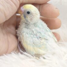 賑やかさと華やかさと豪快っ　セキセイインコ　パステルレインボースパングル～～