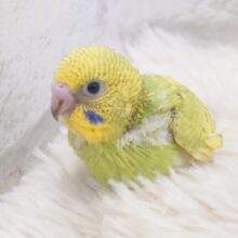 じつは、走るのが好きだったりするーー　セキセイインコ　スパングル～～