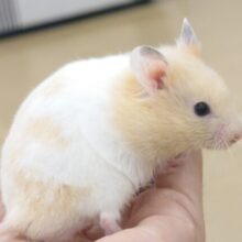 もちっとーーむにむにの、ゴロっとハムさん☆　カラーハムスター〜〜