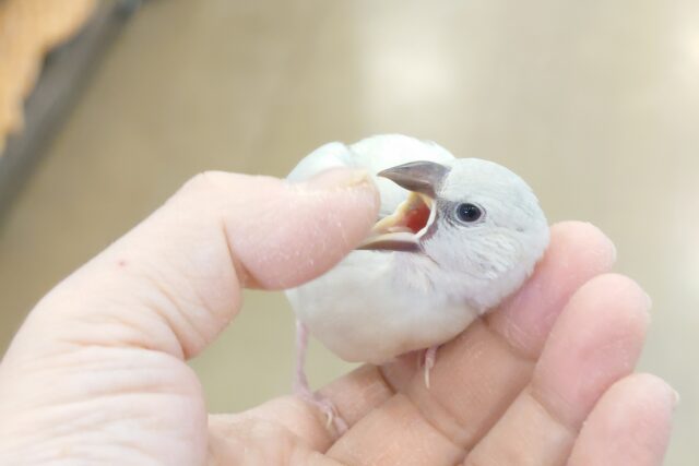 シルバー文鳥