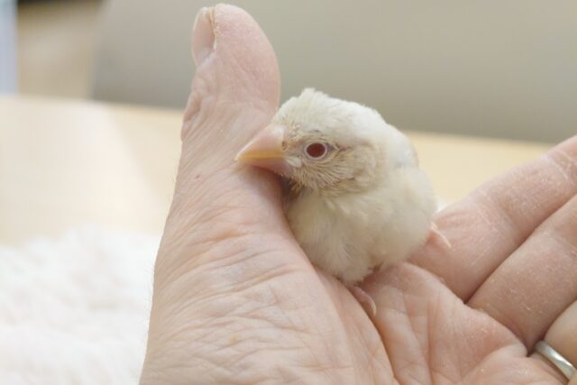 最新画像になります☆　寄り添いつつも、トストスが可愛いコっ　シナモン文鳥～～