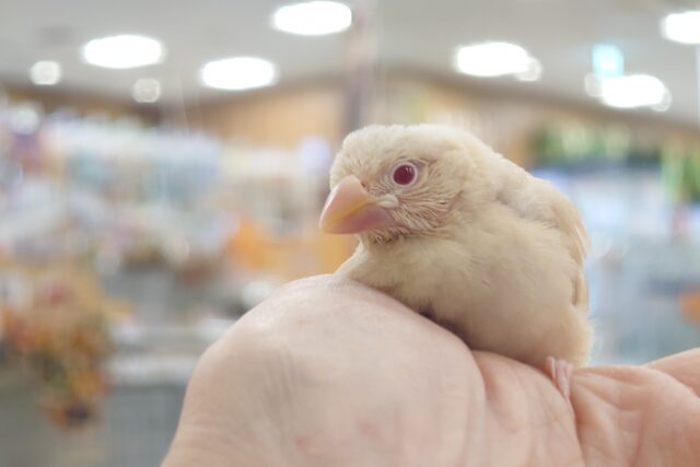 シナモン文鳥