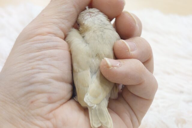 シナモン文鳥