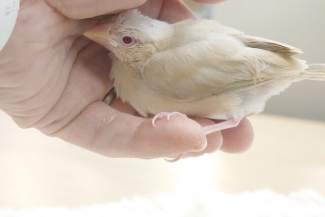 シナモン文鳥