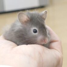 ﾚｱ☆☆☆　セーブルのチョコレート☆彡　しかも、性格可愛いしっ　セーブルハムスター　チョコレート～～