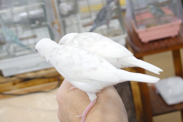 白文鳥