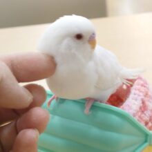 【最新画像更新🪄】冬がやって来た❄️ふわふわホワイティ⛄️セキセイインコ(アルビノ)