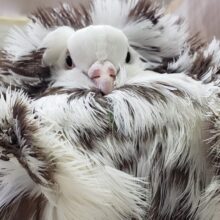 ジャコビン再び！