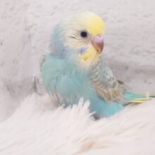最新画像になります☆　寄り添って暖めてね♡セキセイインコ(レインボー) ヒナ