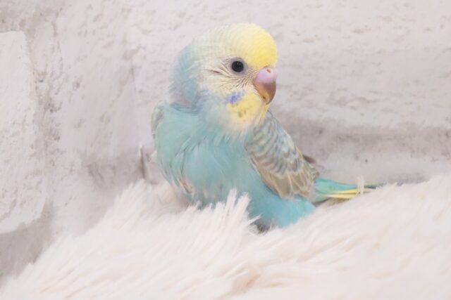 最新画像になります☆　寄り添って暖めてね♡セキセイインコ(レインボー) ヒナ