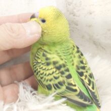 最新画像になります☆　あの子の見つめるその先に。。。セキセイインコ(オパーリン) ヒナ
