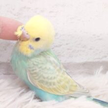 最新画像になります☆　お花畑にいるみたい💐ハッピーカラー♬*°セキセイインコ(パステルカラーレインボー) ヒナ