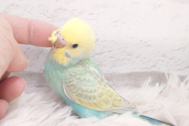 最新画像になります☆　お花畑にいるみたい💐ハッピーカラー♬*°セキセイインコ(パステルカラーレインボー) ヒナ