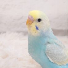 最新画像になります☆　見返り美鳥♡セキセイインコ(パステルレインボー) ヒナ