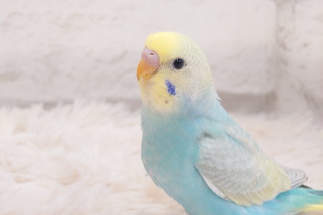 最新画像になります☆　見返り美鳥♡セキセイインコ(パステルレインボー) ヒナ