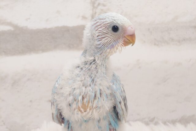 やべぇーですっ☆☆　ｷﾚｲな青さが。。すでに♪　セキセイインコ　スパングル～～