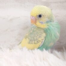 よじのぼる、ひと冒険のあとの笑顔が☆☆☆　セキセイインコ　パステルカラーレインボーパイド～～