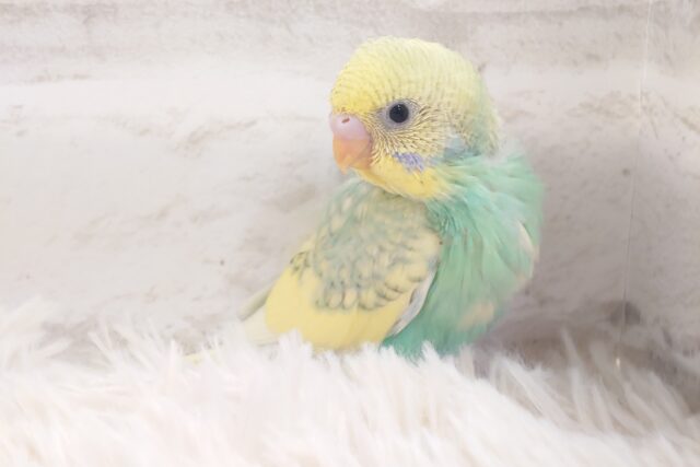 よじのぼる、ひと冒険のあとの笑顔が☆☆☆　セキセイインコ　パステルカラーレインボーパイド～～