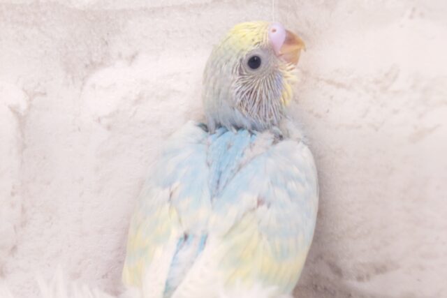 優しくふれてもらうと嬉しいって☆　セキセイインコ　パステルレインボー～～