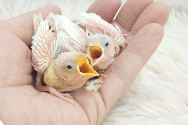 ダブルな、わーーっと感。　贅沢気分～　白文鳥～～