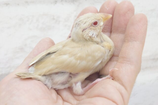 手のひらスっポリ☆彡　はまるシナモン文鳥～～