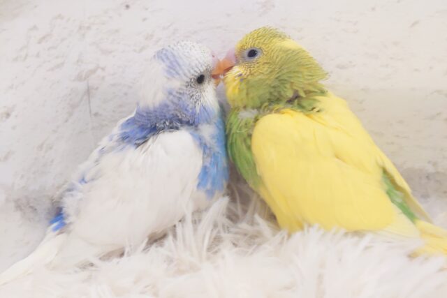 見ているだけで～お腹いっぱい☆　セキセイインコ　（チーム）パイド～～