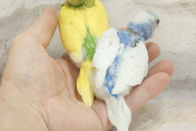 セキセイインコ