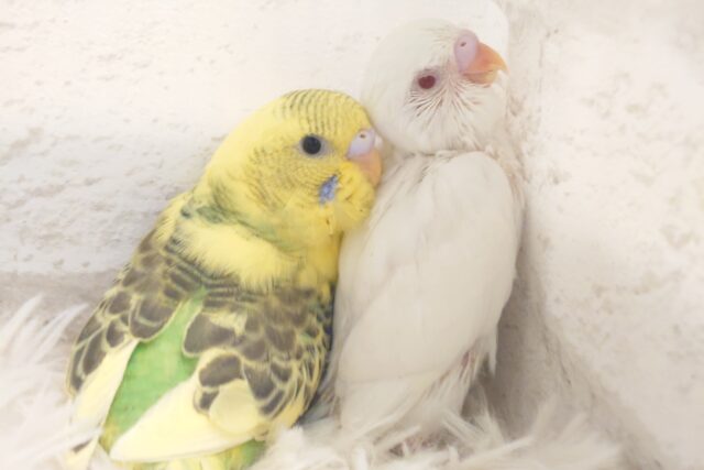 春と～冬とぉ～～の組み合わせ。。てきな？？　セキセイインコ　ハルクインあんどアルビノ～～