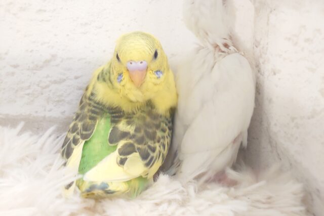 セキセイインコ