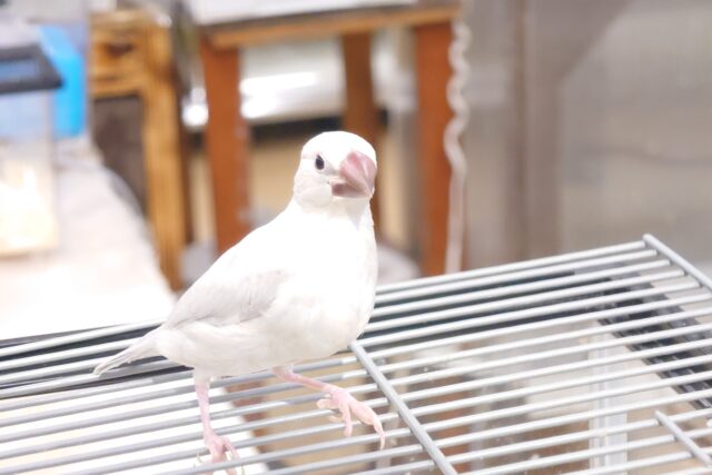 シルバー文鳥