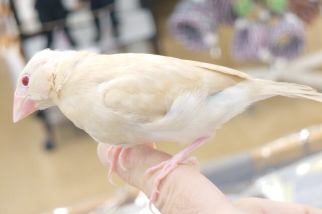 シナモン文鳥