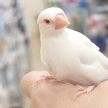 最新画像になります☆もぞもぞ～んーーぐりぐり☆☆　アルビノ文鳥～～