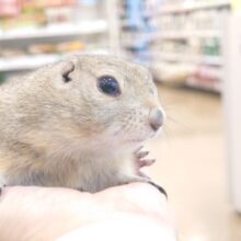 いやしのーーりちゃボールっ☆彡　リチャードソンジリス～～