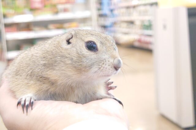 いやしのーーりちゃボールっ☆彡　リチャードソンジリス～～