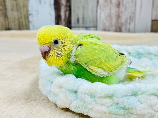 セキセイインコ