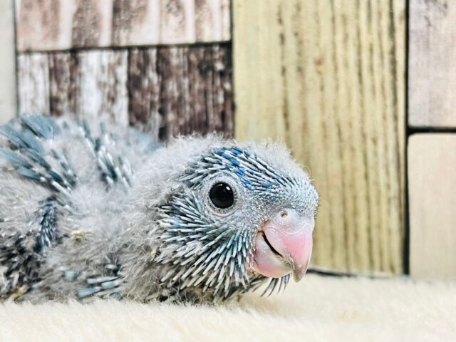 サザナミインコ