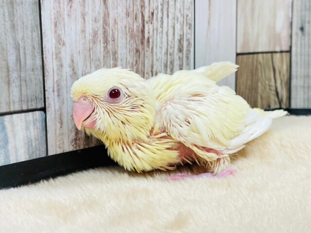 サザナミインコ