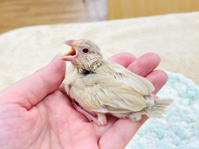 シナモン文鳥