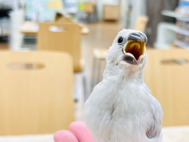 シルバー文鳥