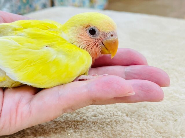 コザクラインコ（小桜インコ）