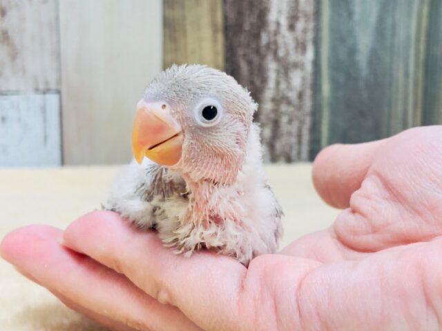 シロボタンインコ