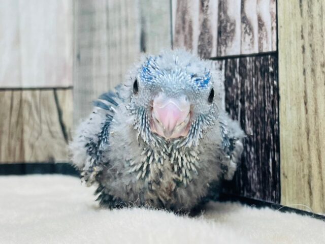 サザナミインコ