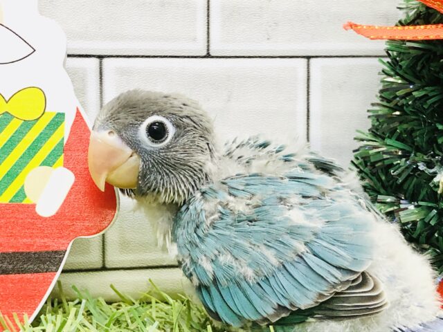 ひっさびさの～ボンちゃん♪♪　ボタンインコ