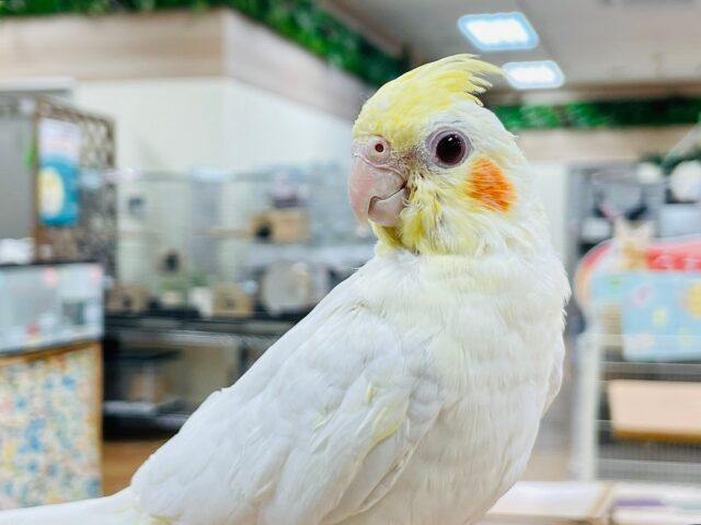 オカメインコ