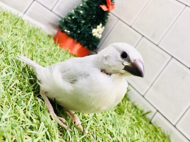 【最新画像更新☆☆】早い所では一面銀世界❄️？？　シルバー文鳥