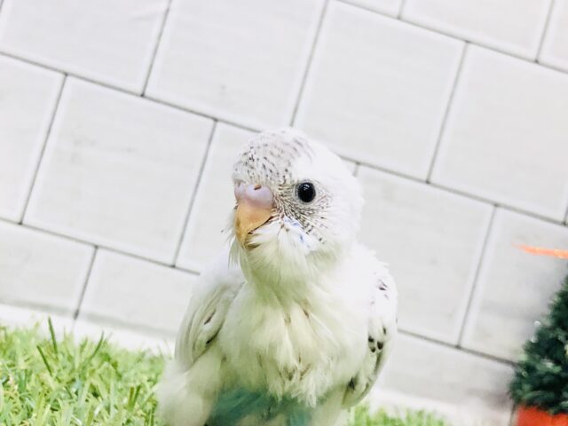 担当者一押しカラーです！！　セキセイインコ