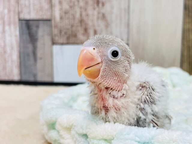 シロボタンインコ